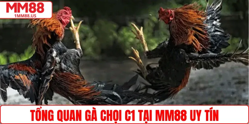 Tổng quan gà chọi C1 tại MM88 uy tín
